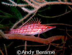 longnose hawk fish @ kontiki wall, maribago, lapu-lapu ci... by Andy Berame 
